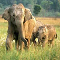 National park in india, holiday in jungle, vacation in wildlife