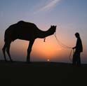 camel safari tour rajasthan